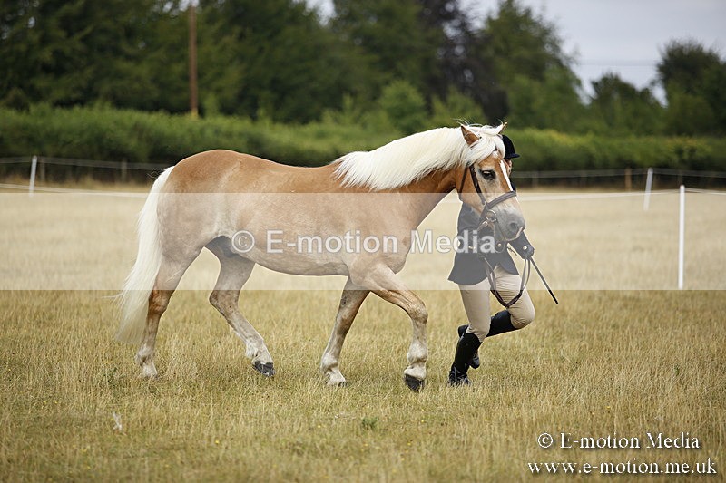 _C7A9438 - BVRC Sow 2018 Ring 2