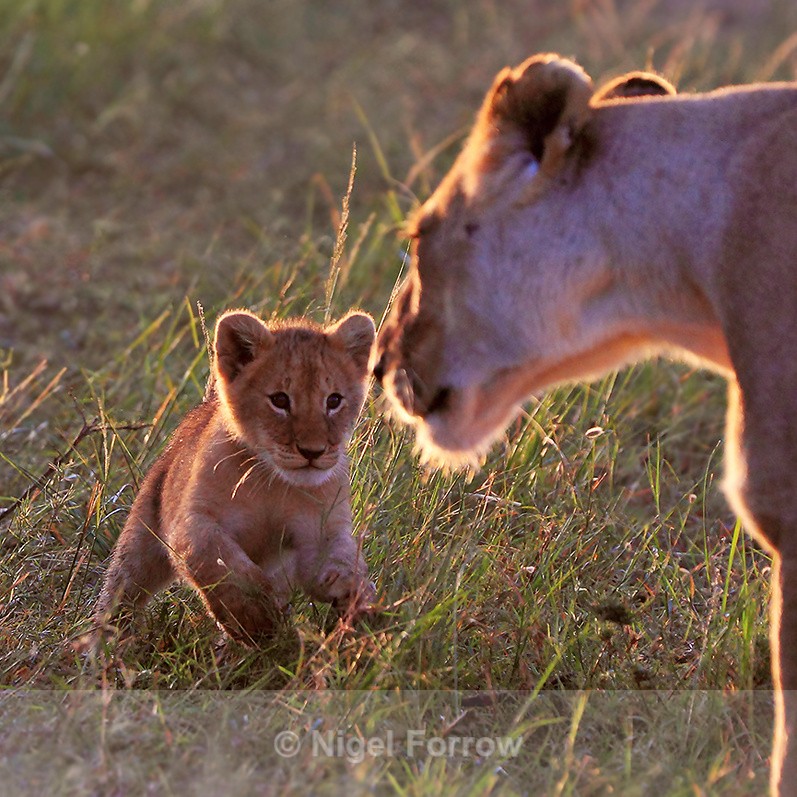 Lion cub running towards Lioness in early morning sun - Lion