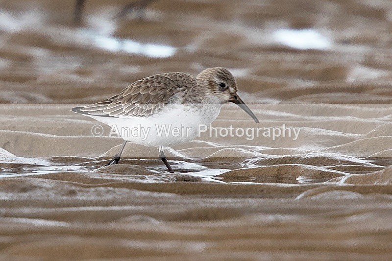 180307-Wirral0105 - Dunlin