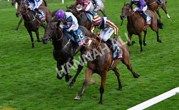 230825-284 Dain Ma Nut In - Race 7 5.20pm Sky Bet Steve Birch Finale Handicap