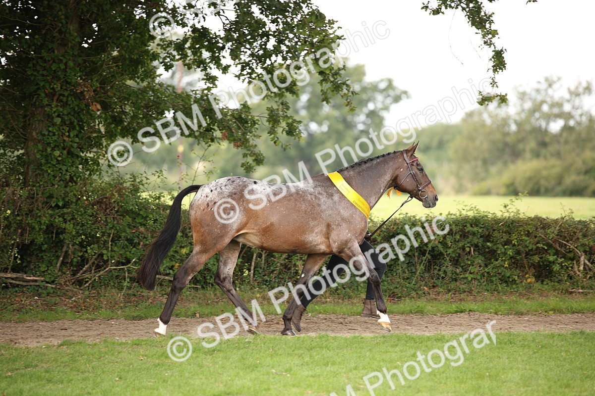 SBM_62911 - In Hand Horse Supreme Championship