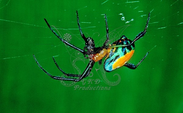 Orchid Spider - Amazon, S.A. - ANIMALS