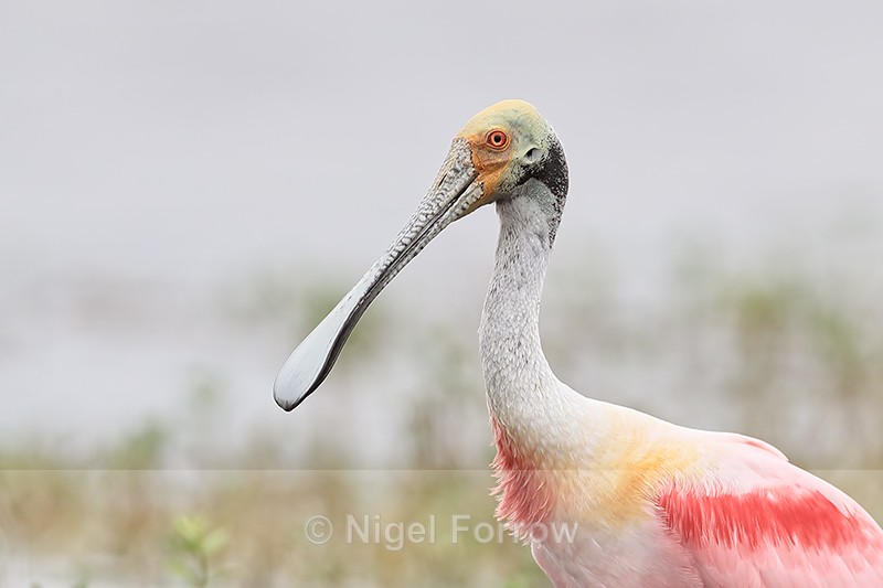 Roseate Spoonbill portrait, Harns Marsh, Florida - Roseate Spoonbill