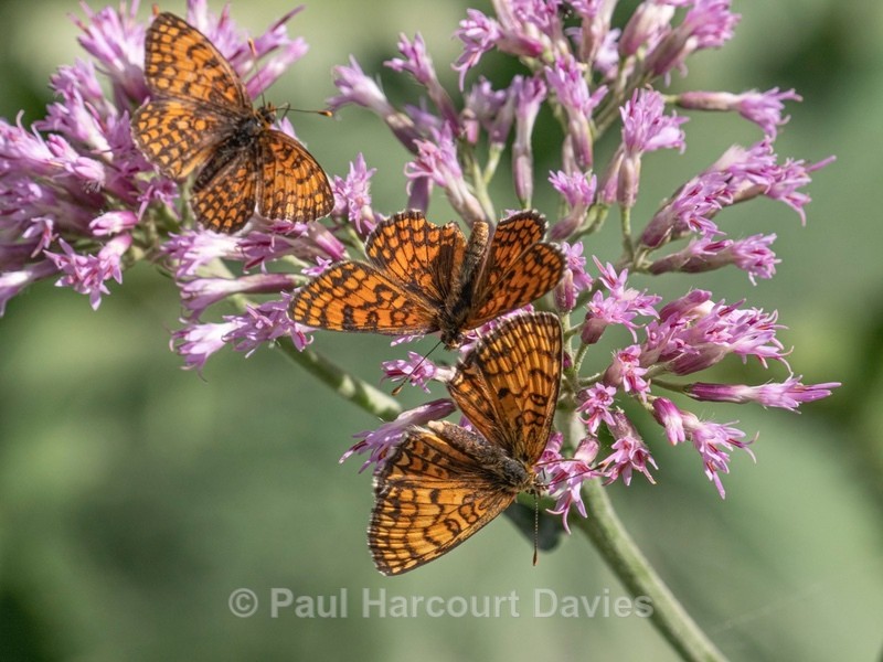 Glanville fritillary ( Melitaea cinxia) - Insects & Spiders & other animals 2021