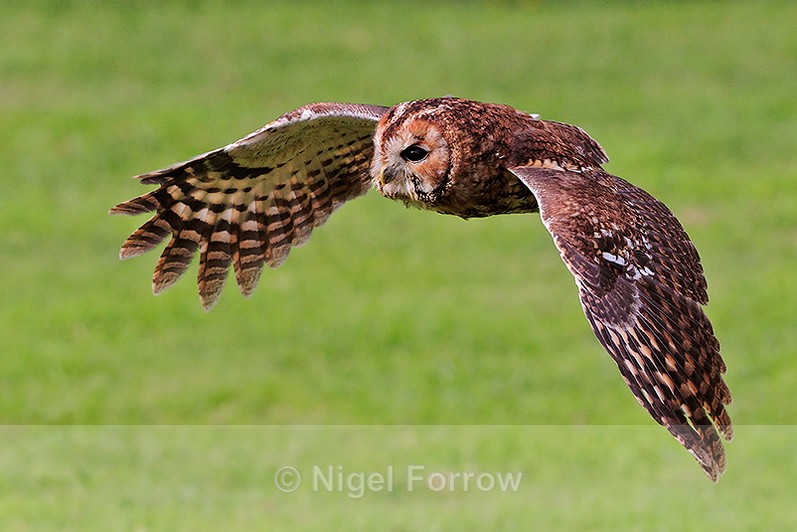 Tawny Owl in flight at the Birds of Prey Centre, Shuttleworth - Tawny Owl
