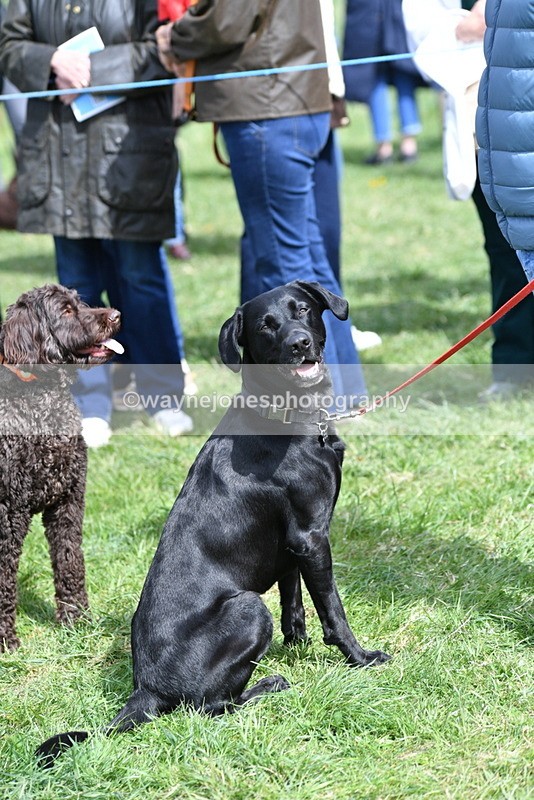 WJ5_9807 - Class 3 Most Handsome Dog