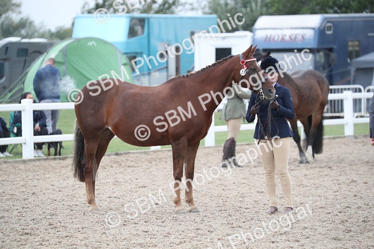 SBM_18399 - Class 318 IH Part bred Horse/Pony