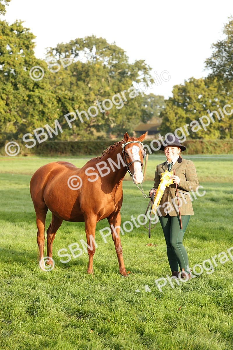 SBM_54460 - S51 - Foreign Breeds In Hand