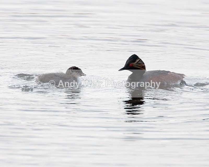 20080604-049 - Black-necked Grebe