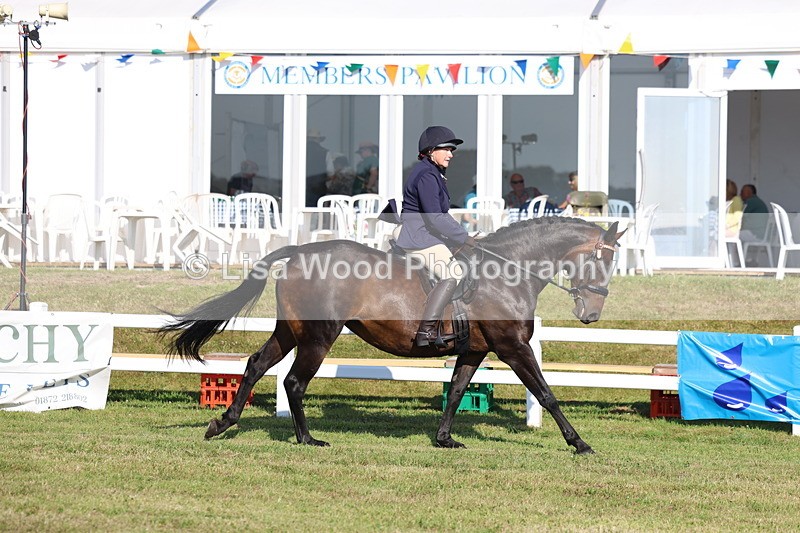 3E7A5307 - Class 2: Rising Star Large Hack/Riding Horse