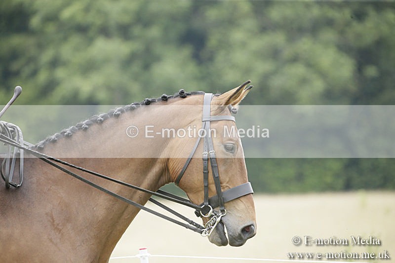 B230619-0921 - Bourne Valley Riding Club Summer Show 23/06/19