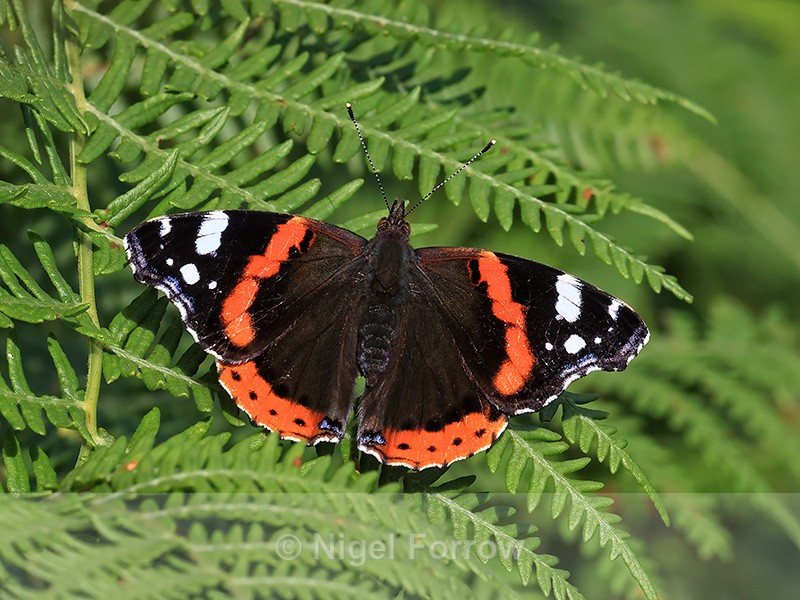 Red Admiral on Bracken, Arne RSPB Reserve, Dorset, UK - INSECTS