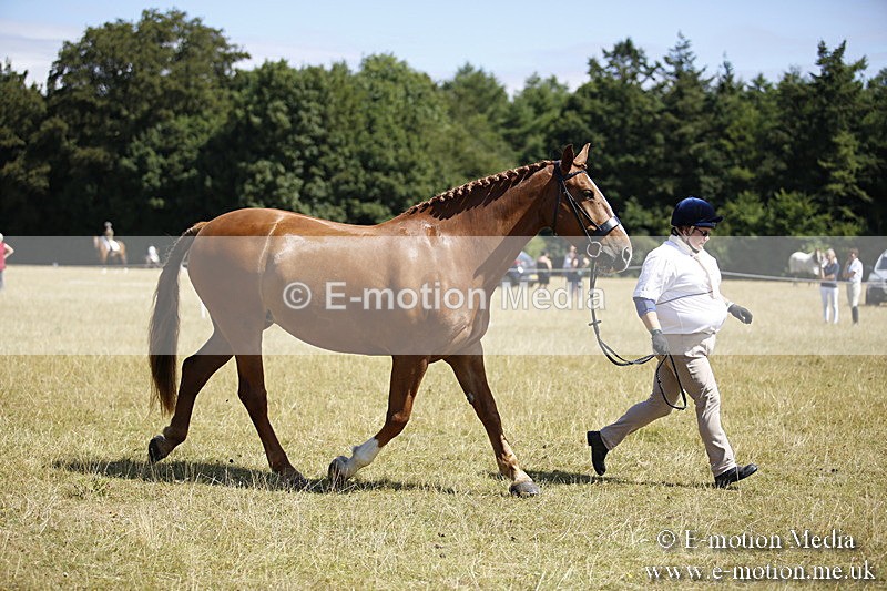 _C7A9747 - BVRC Sow 2018 Ring 2