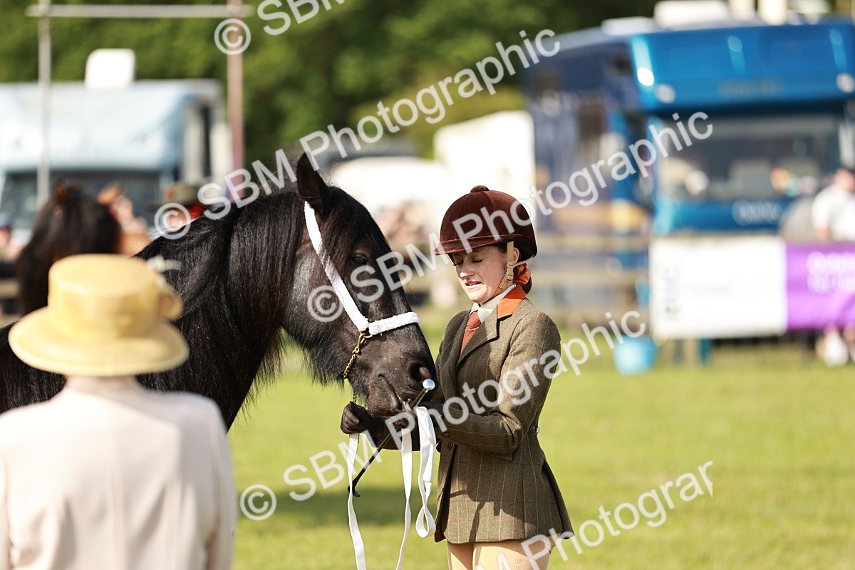 SBM_00838 - Class 14-23 - Mountain & Moorland In Hand Non Welsh