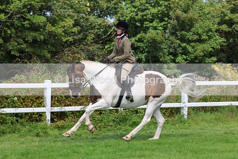 3E7A8701 - Class 5: Working Show Horse