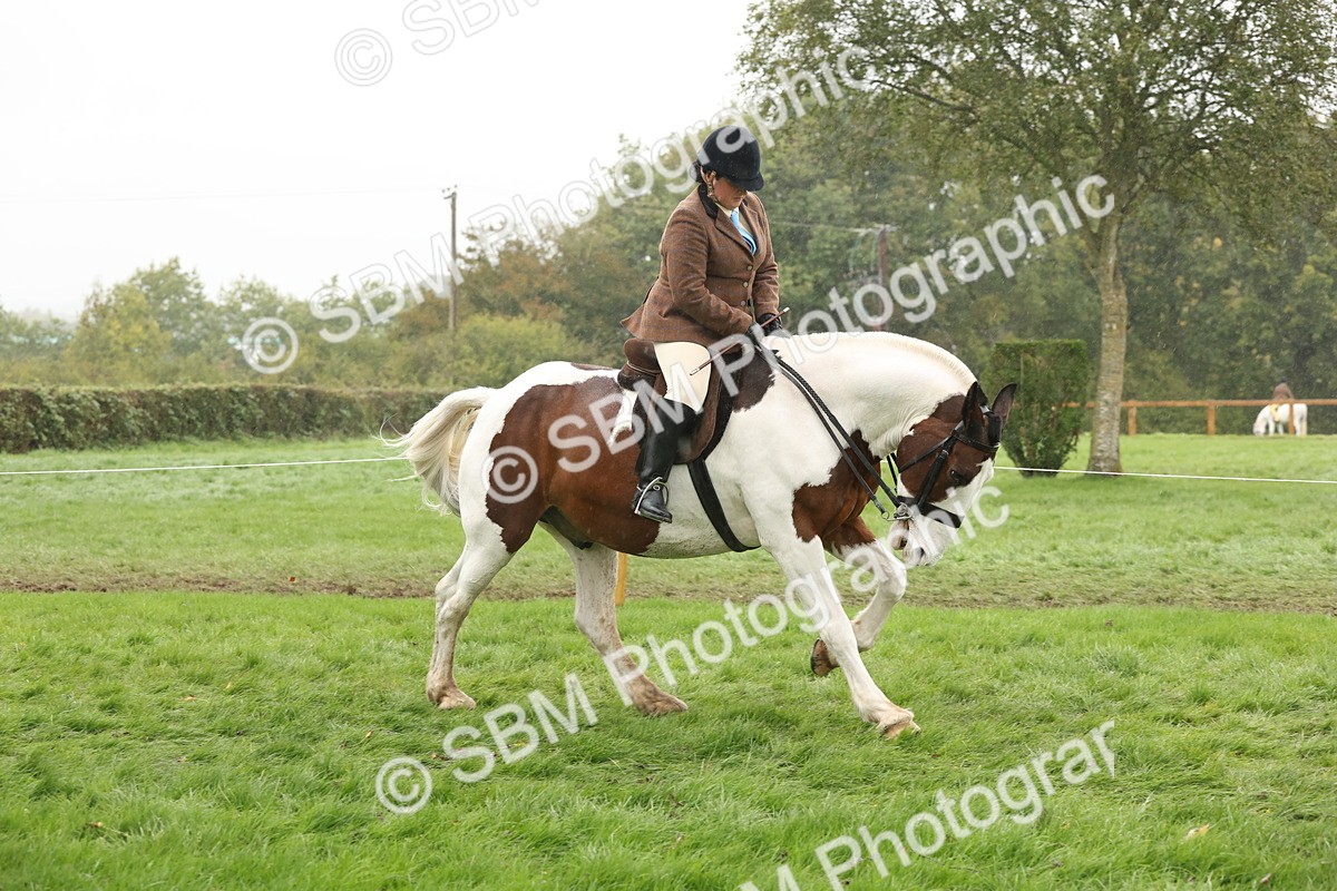 SBM_69805 - S69 - Show Cob Ridden