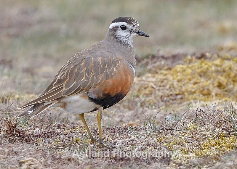 Astland Photography, Bird and Wildlife Images, Susan and Peter Wilson, U.K.