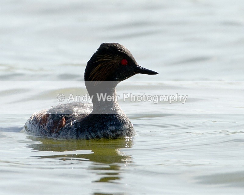 20110410-IMG_3264 - Black-necked Grebe