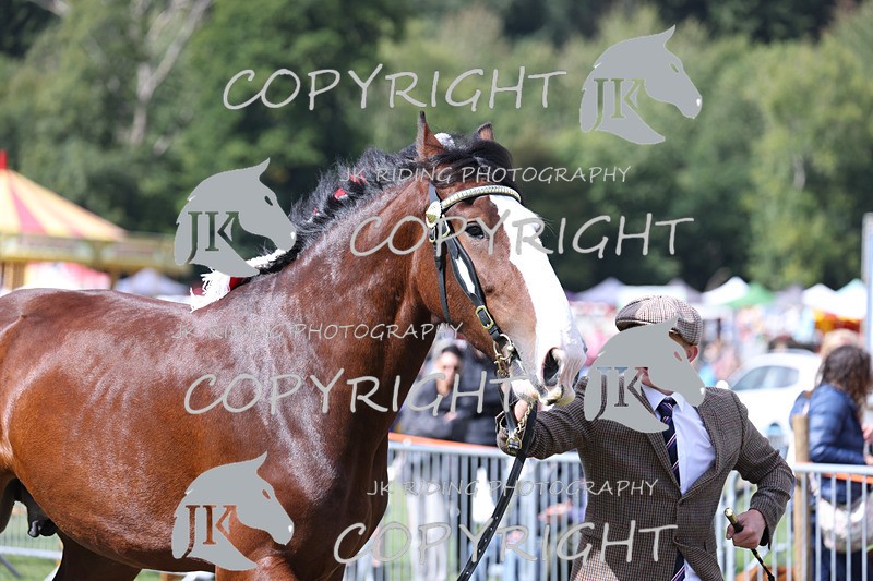 APP_3223 - Class 3 Youngstock