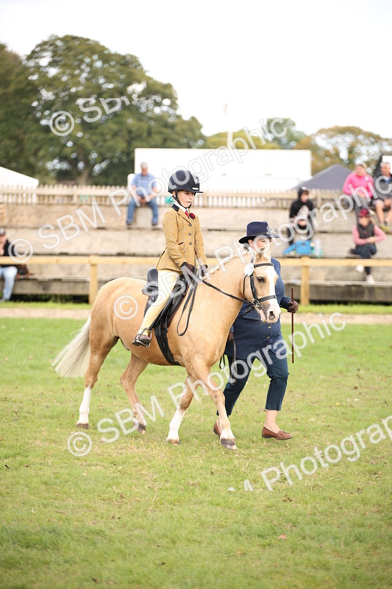 SBM_50015 - S26 - Young Veteran - Ridden