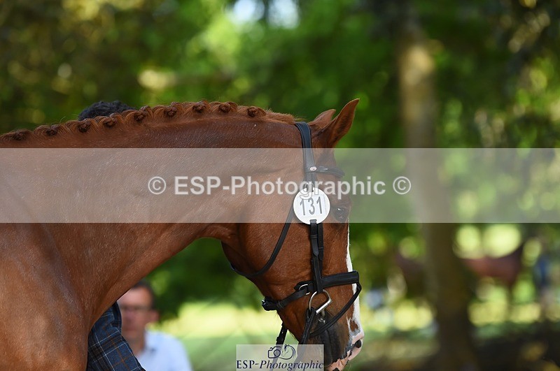 230524-170338-01264 - 131-FORTSIDE_COBRA-Freddie_Carden-WEDTrotUp+DR