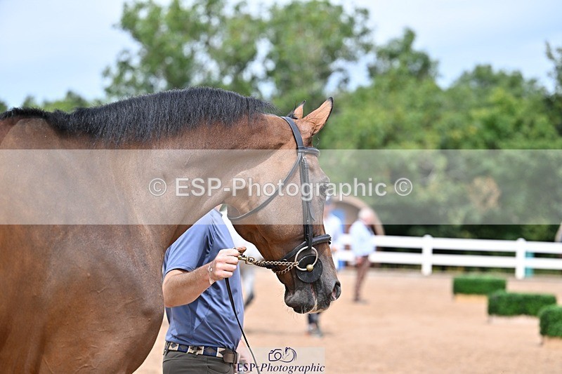 250716-132255-00470 - Trot Up 12.30 to 1.30