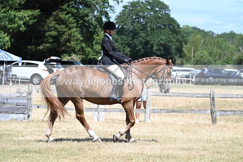 WJ7_2842 - Class 7 Riding Club Show Horse
