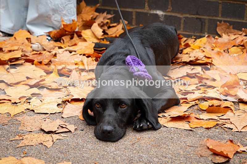 Z62_4543 - Animals In War Memorial 2025 - Park Lane, London