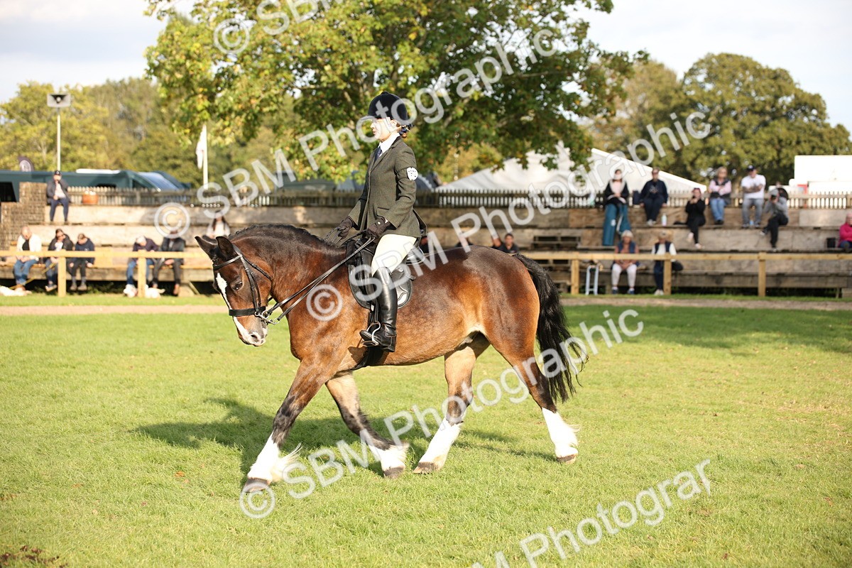 SBM_54294 - S27 - Mature Veteran - Ridden