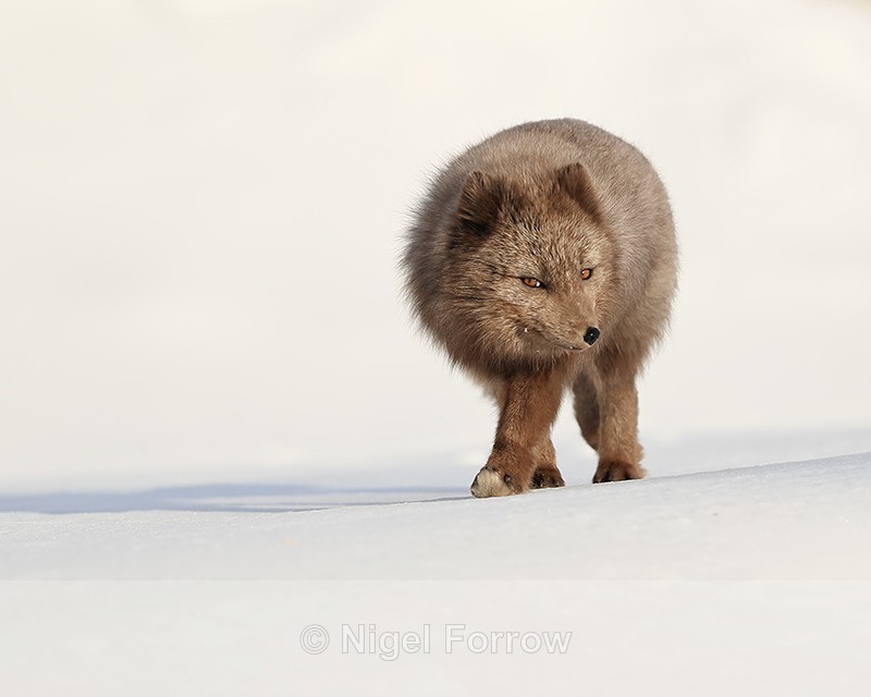 Dark Arctic Fox, Svalbard, Norway - Arctic Fox