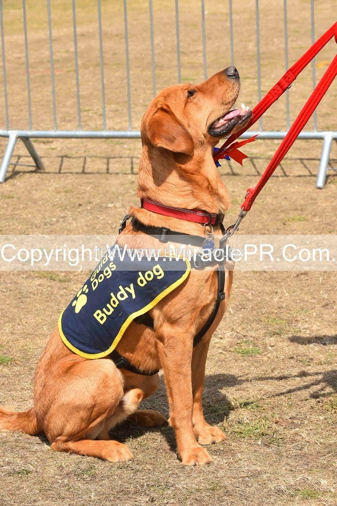 SH4_0211 - Dog show.