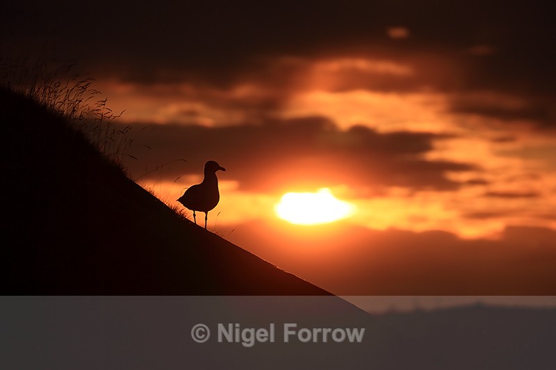 Herring Gull silhouette setting sun behind, Flatanger, Norway - Herring Gull