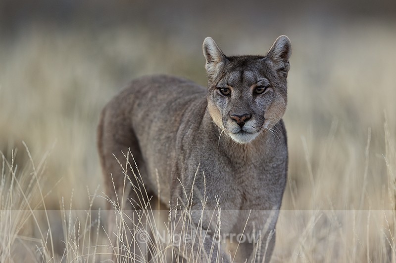 Puma Petaca close in yellow grass, Torres del Paine, Chile - Puma