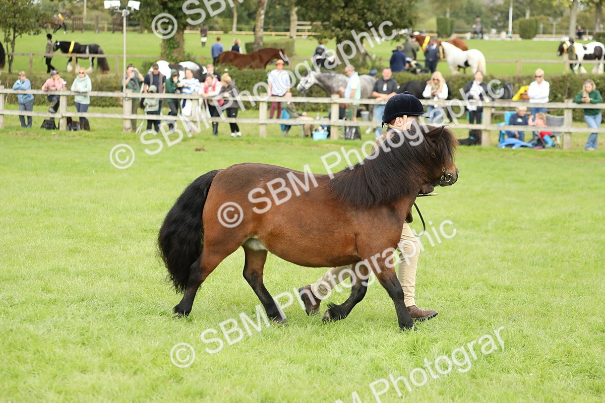 SBM_62791 - S46 - Mountain & Moorland In Hand Small Breeds
