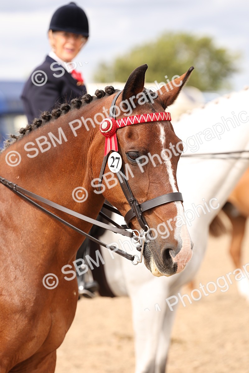 SBM_17365 - Class 214 - Ridden Hack Riding Horse