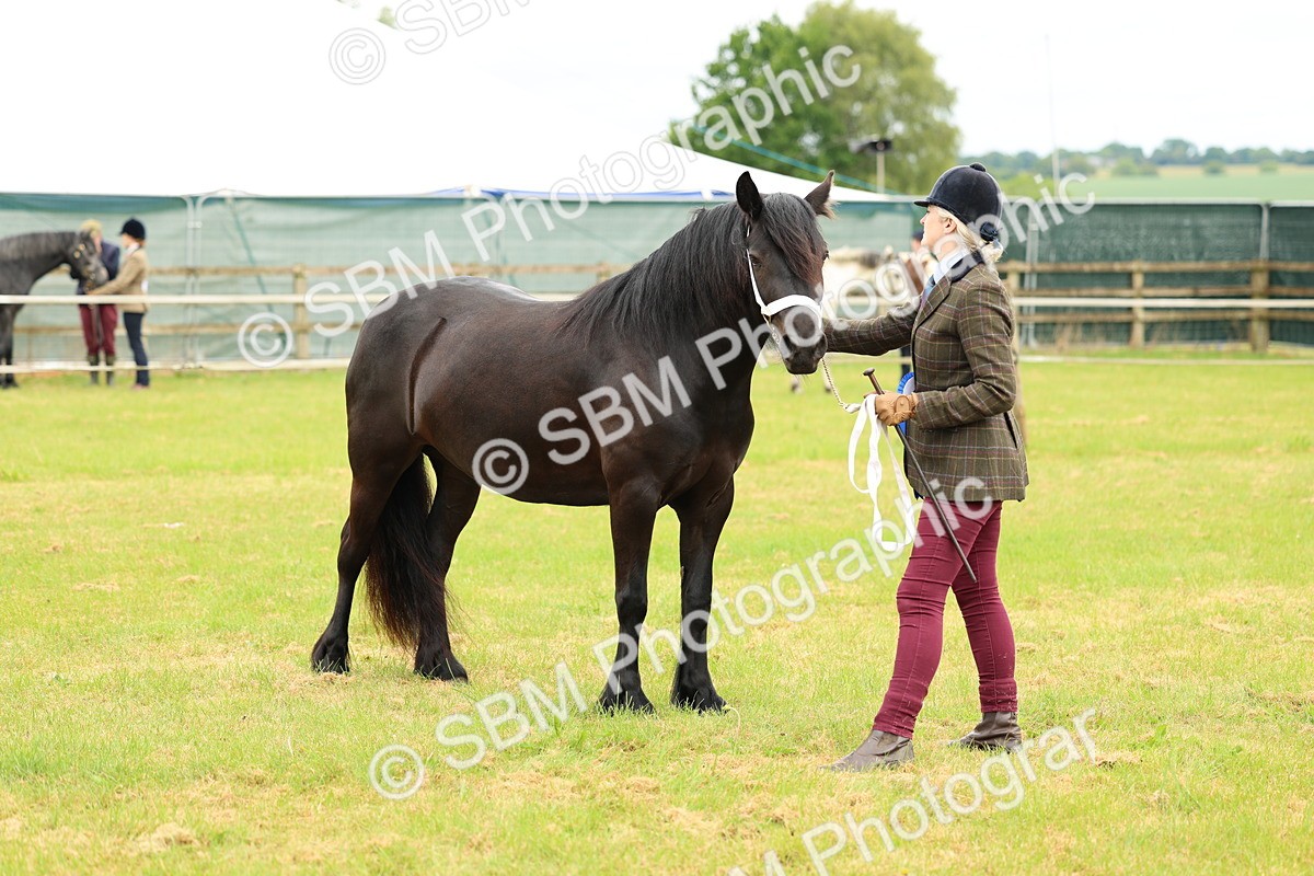 SBM_00613 - Class 58-67 - M&M Non Welsh Pony In hand