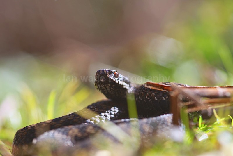 Adder, Vipera berus, Somerset_AD_0014 - Reptiles, amphibians & pond life, Great Britian