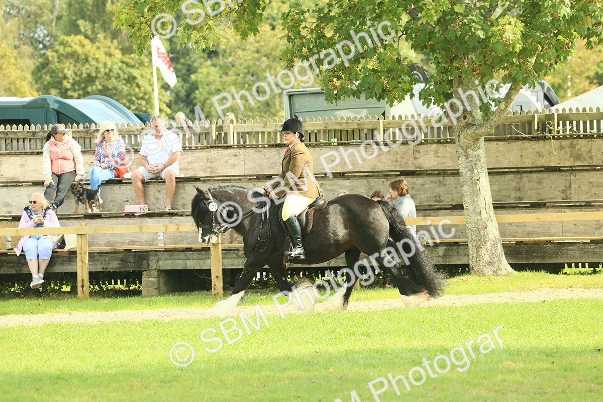 SBM_66618 - S34 - Rehabilitated Rescue Horse & Pony In Hand & Ridden