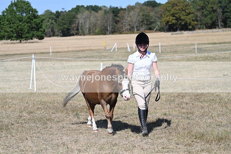 WJ7_1480 - Class 42 Most Handsome Gelding