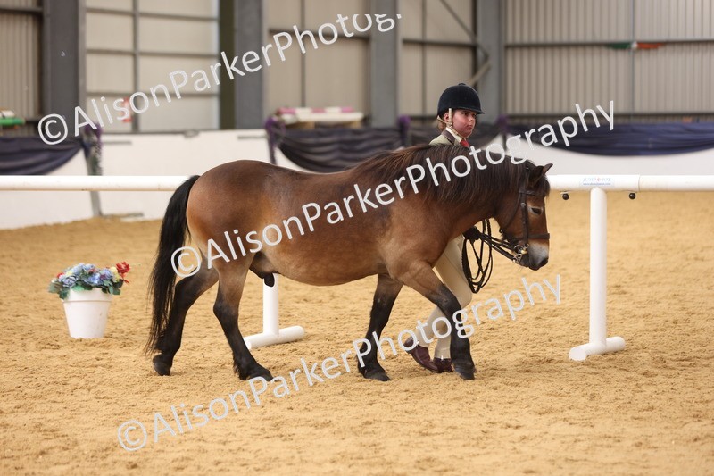 20260913-1694 - Class 115 - Gelding 4years and over