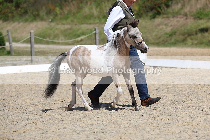 3E7A9449 - Class 30: Mnititature Horse