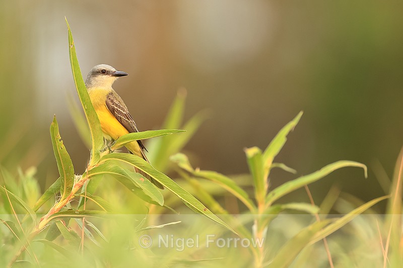 Tropical Kingbird perched, Corixo Negro, Mato Grosso, Brazil - Tropical Kingbird