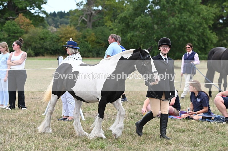 WJ6_5212 - Class 18 In-hand Coloured