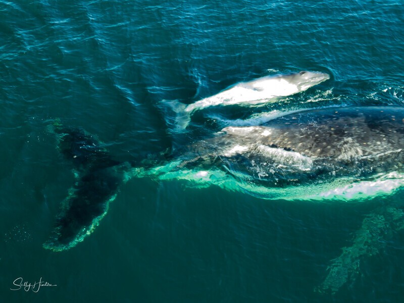 Humpback with white calf 4 - Humpback Whales