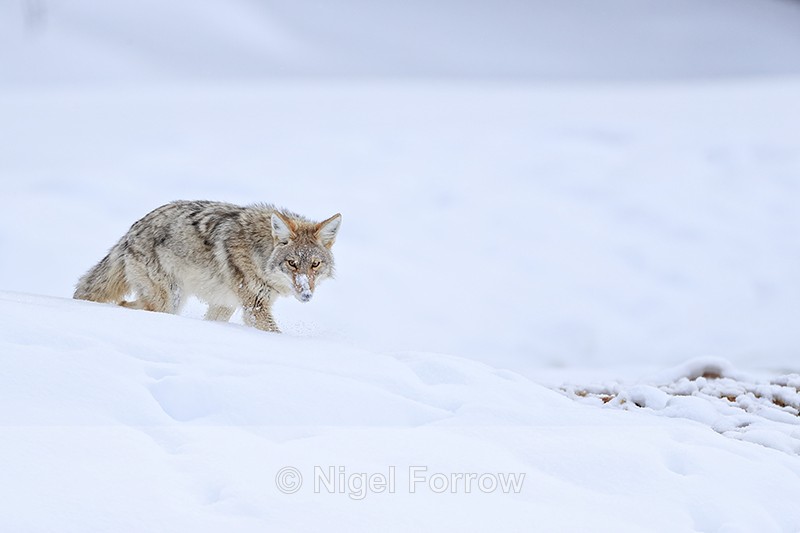 Coyote walks down slope, Yellowstone Park, Wyoming, USA - Coyote