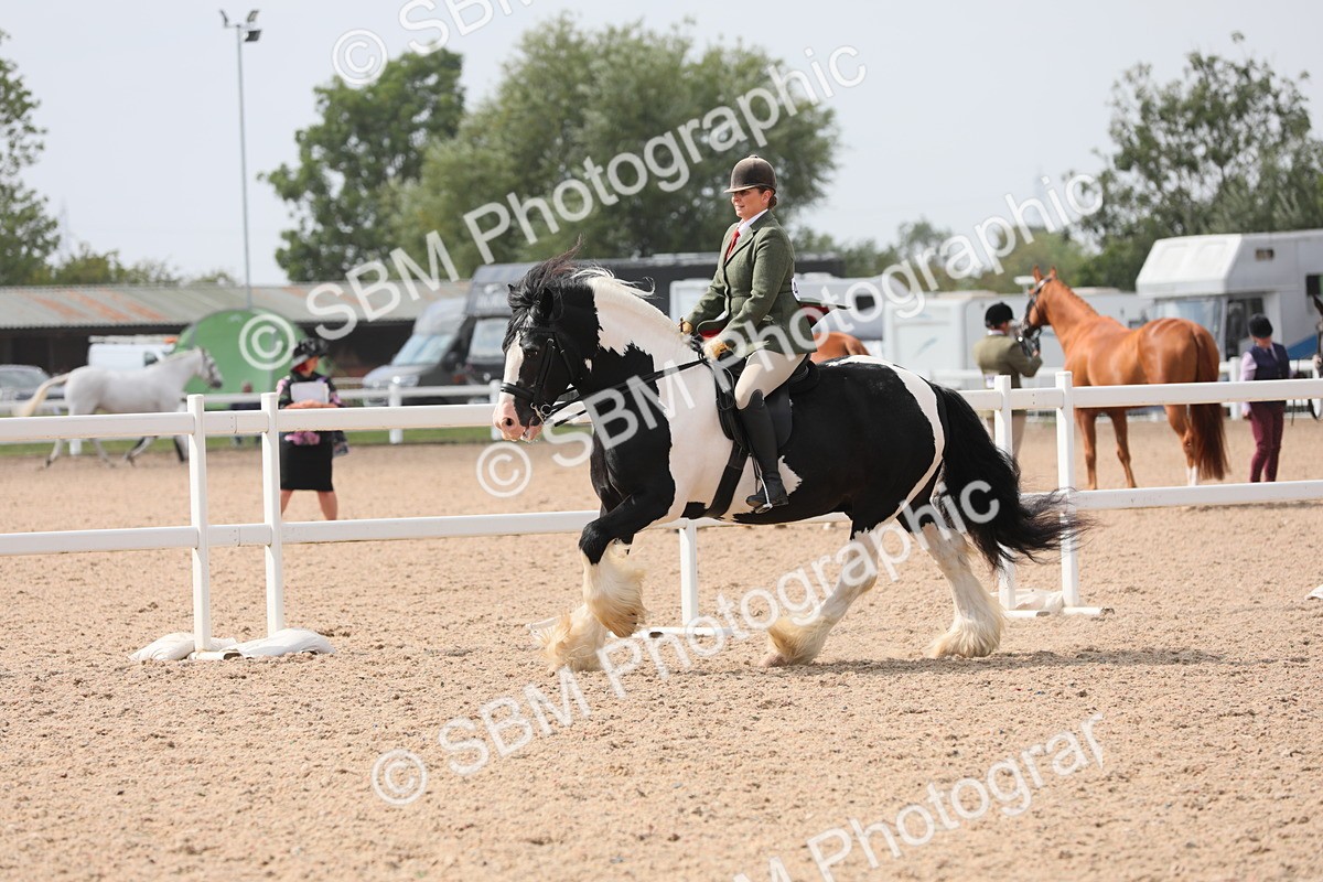 SBM_12821 - Class 307 Ridden Coloured Pony