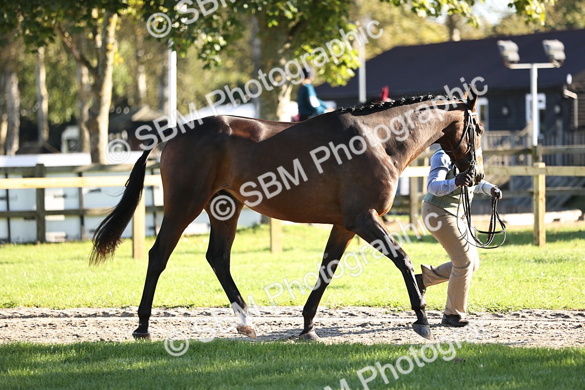 SBM_15705 - S1 - TSR in Hand Horse & Pony Showing