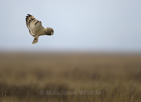 SHORT EARED OWL / REF SEO 6 - SHORT EARED OWLS
