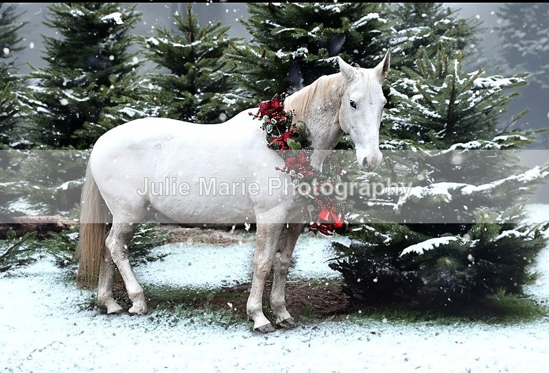 DSC_5520snow - Equine Photography