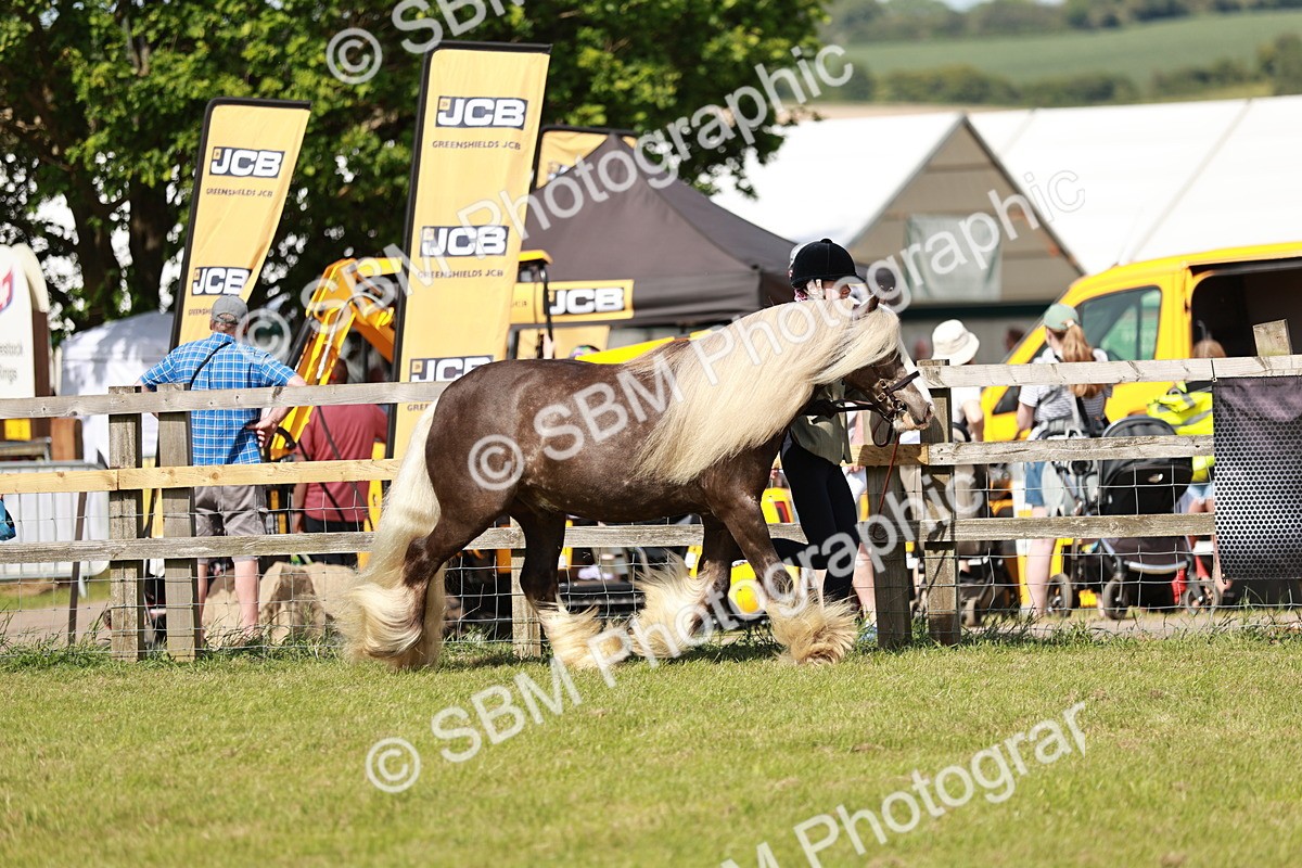 SBM_08764 - Class 63-65 - Traditional Gypsy Cobs In Hand & Ridden